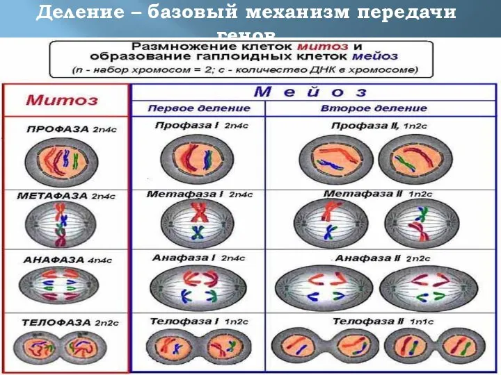 Деление – базовый механизм передачи генов