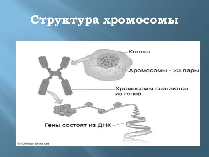 Структура хромосомы