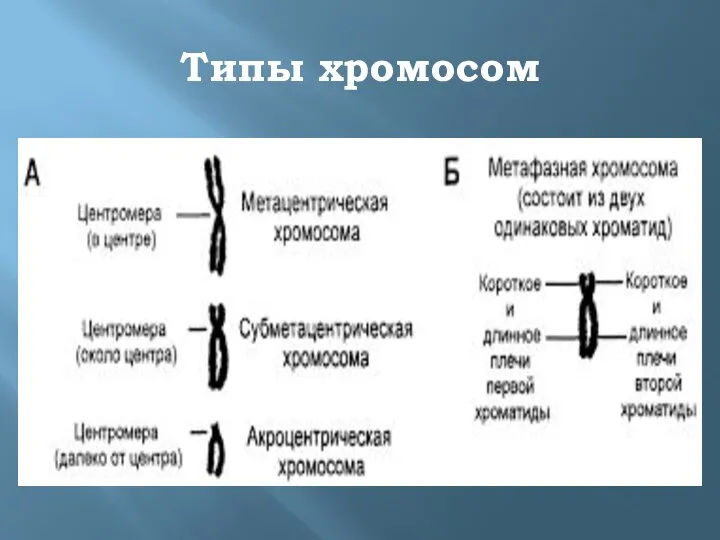 Типы хромосом