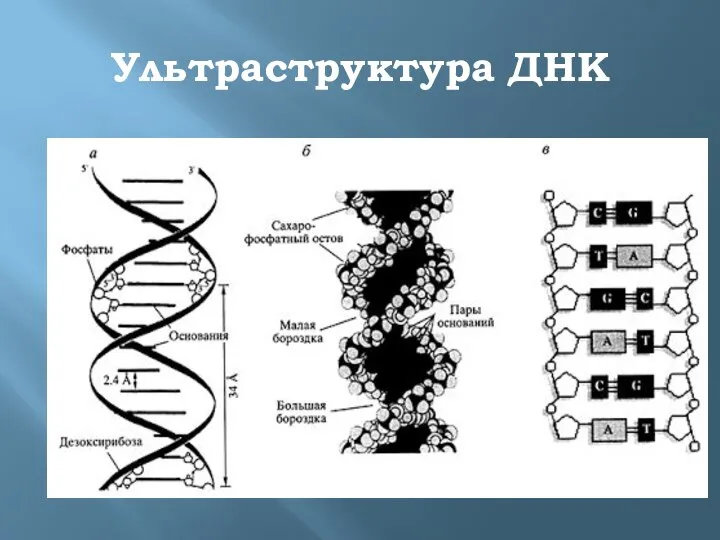 Ультраструктура ДНК