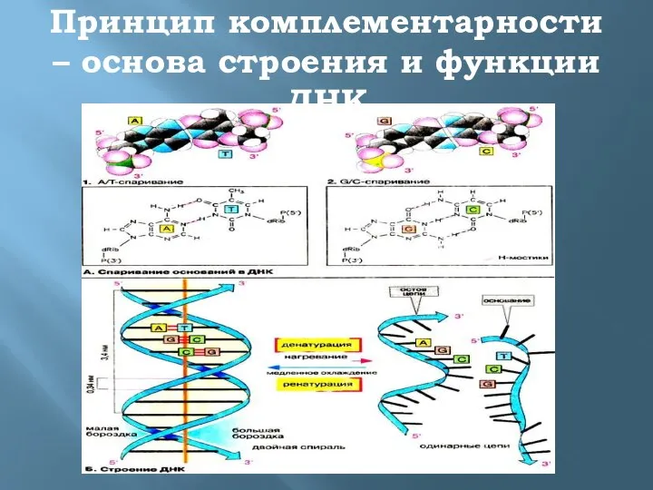 Принцип комплементарности – основа строения и функции ДНК