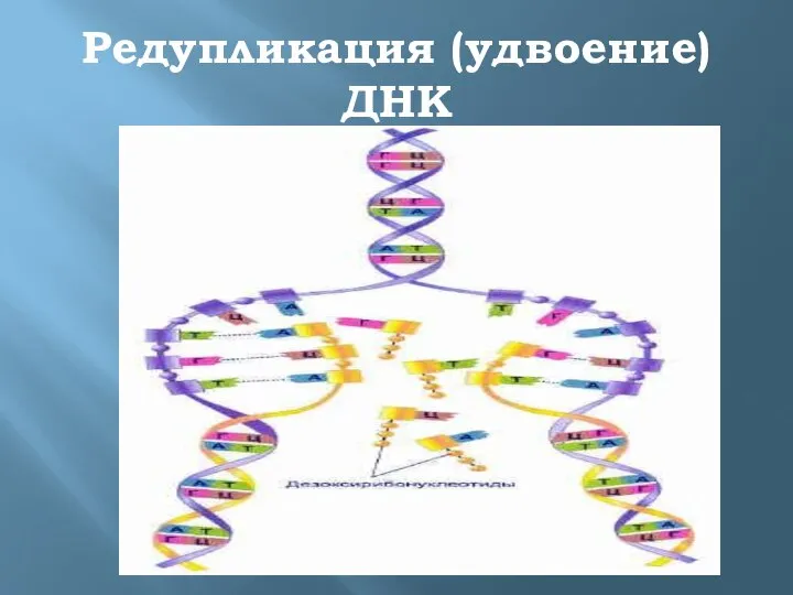 Редупликация (удвоение) ДНК