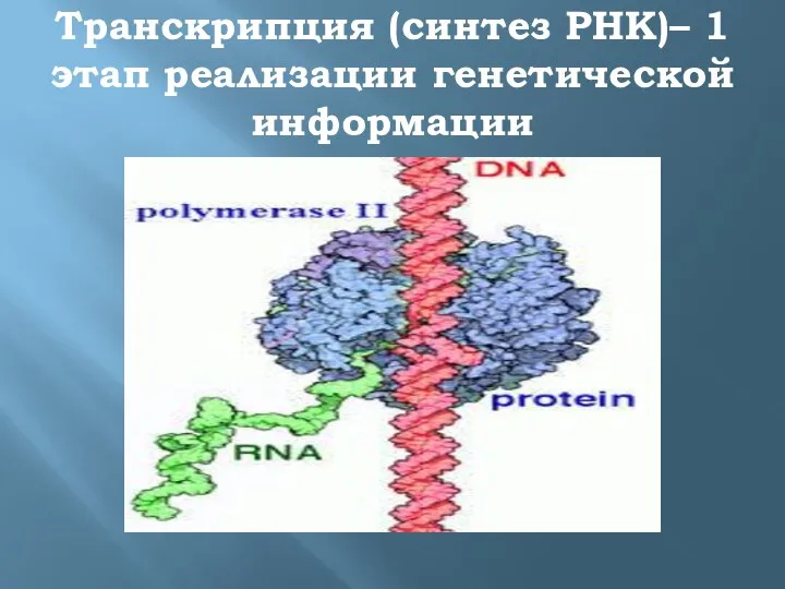 Транскрипция (синтез РНК)– 1 этап реализации генетической информации