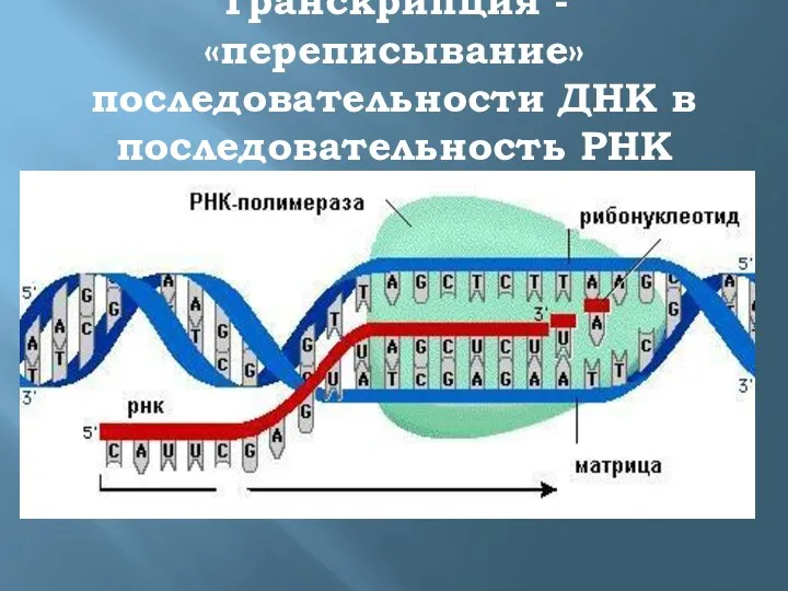 Транскрипция - «переписывание» последовательности ДНК в последовательность РНК