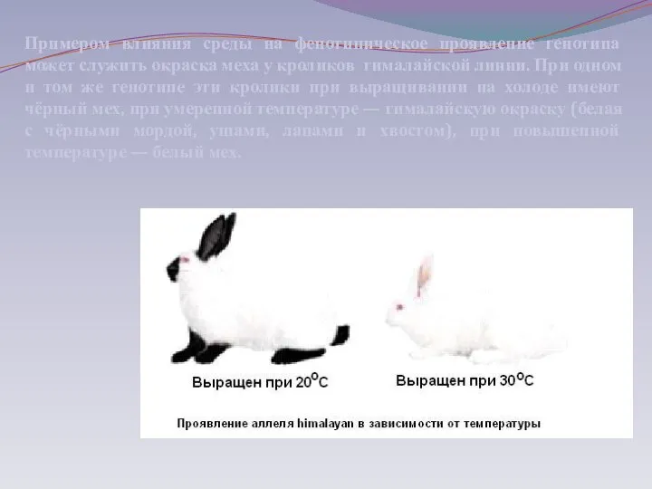 Примером влияния среды на фенотипическое проявление генотипа может служить окраска меха у