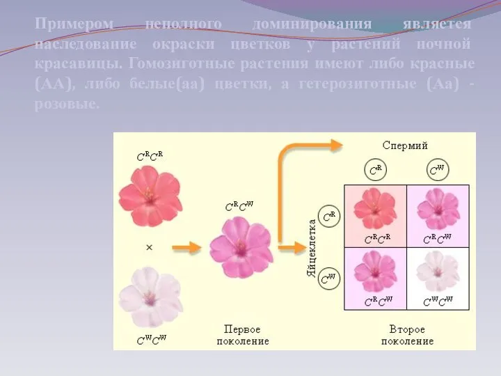 Примером неполного доминирования является наследование окраски цветков у растений ночной красавицы. Гомозиготные