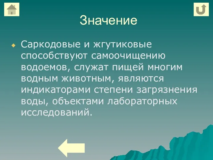 Значение Саркодовые и жгутиковые способствуют самоочищению водоемов, служат пищей многим водным животным,