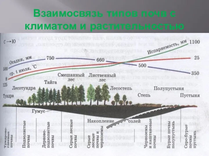 Взаимосвязь типов почв с климатом и растительностью