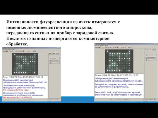 Интенсивности флуоресценции из ячеек измеряются с помощью люминесцентного микроскопа, передающего сигнал на