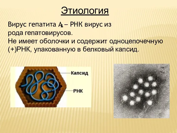 Этиология. Вирус гепатита А – РНК вирус из рода гепатовирусов. Не имеет