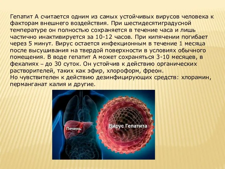 Гепатит А считается одним из самых устойчивых вирусов человека к факторам внешнего