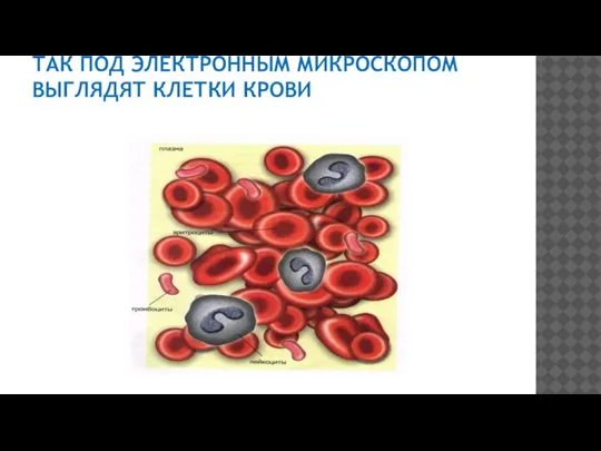 ТАК ПОД ЭЛЕКТРОННЫМ МИКРОСКОПОМ ВЫГЛЯДЯТ КЛЕТКИ КРОВИ