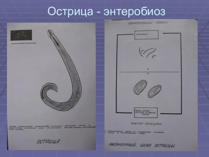 Острица - энтеробиоз