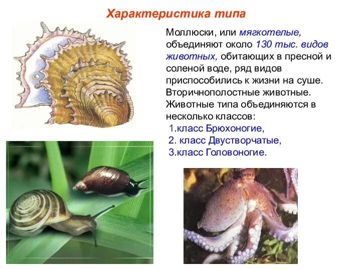 Характеристика типа Моллюски, или мягкотелые, объединяют около 130 тыс. видов животных, обитающих