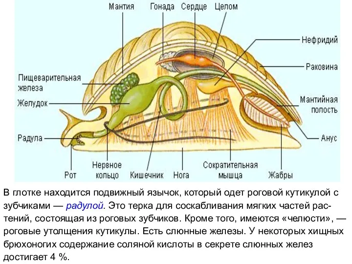 В глотке находится подвижный язычок, который одет роговой кутикулой с зубчиками —