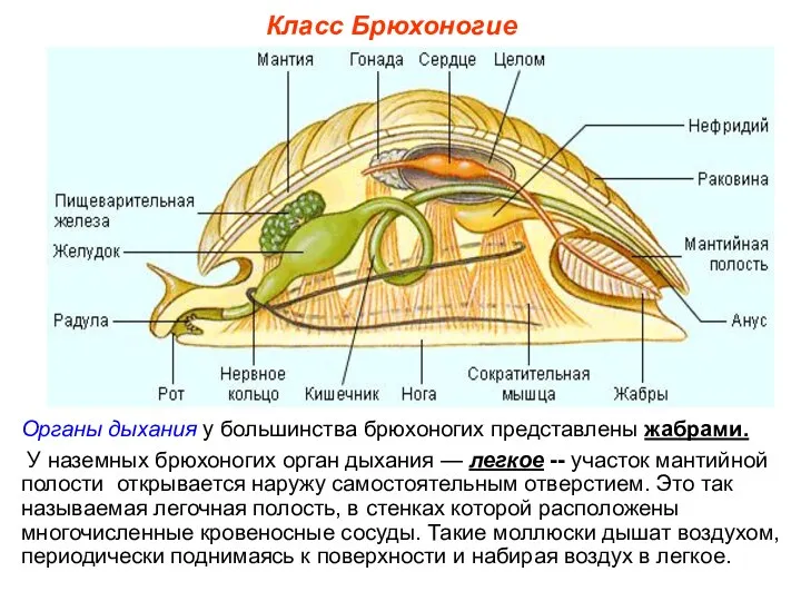 Класс Брюхоногие Органы дыхания у большинства брюхоногих представлены жабрами. У наземных брюхоногих
