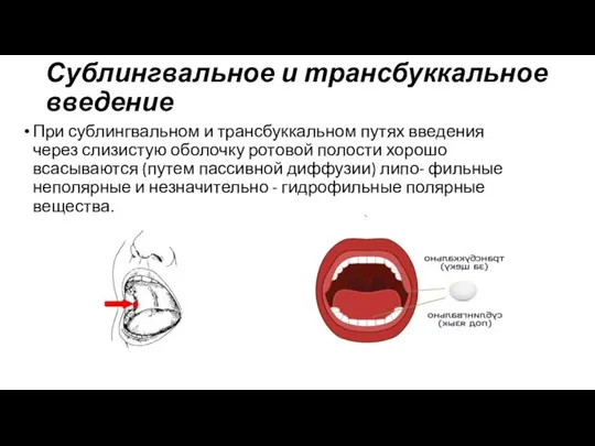 Сублингвальное и трансбуккальное введение При сублингвальном и трансбуккальном путях введения через слизистую