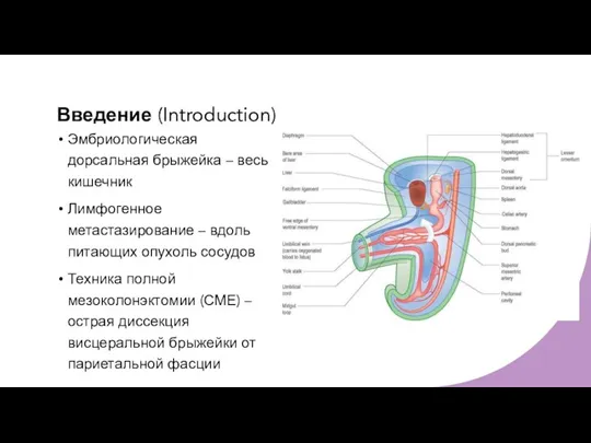 Введение (Introduction) Эмбриологическая дорсальная брыжейка – весь кишечник Лимфогенное метастазирование – вдоль