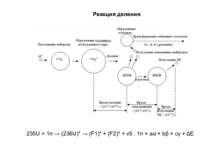 Реакция деления 235U + 1n → (236U)* → (F1)* + (F2)* +