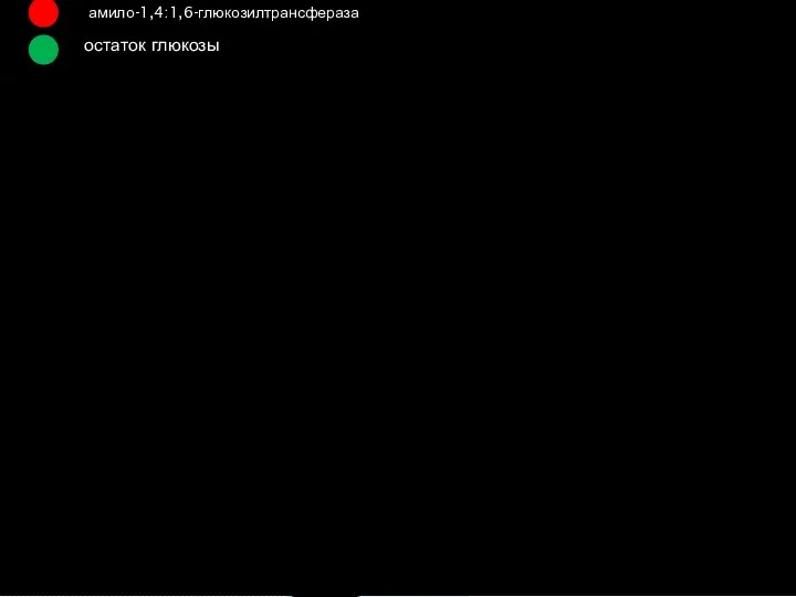 амило-1,4:1,6-глюкозилтрансфераза остаток глюкозы