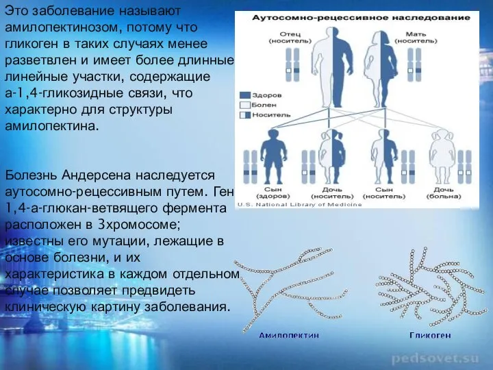 Это заболевание называют амилопектинозом, потому что гликоген в таких случаях менее разветвлен