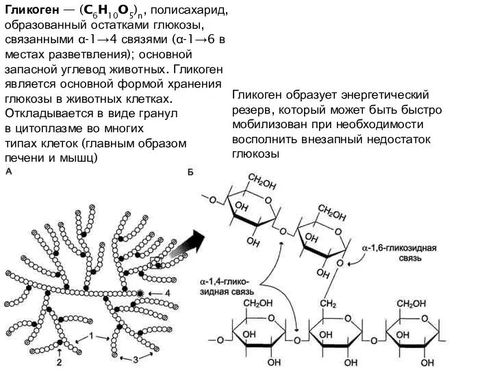 Гликоген — (C6H10O5)n, полисахарид, образованный остатками глюкозы, связанными α-1→4 связями (α-1→6 в