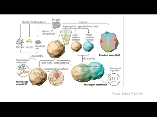 Paşca, Sergiu P. (2019).