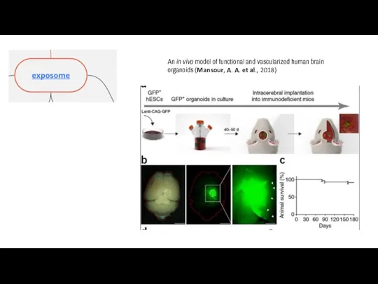 An in vivo model of functional and vascularized human brain organoids (Mansour,