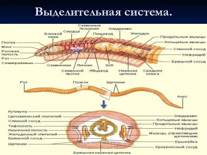 Выделительная система.