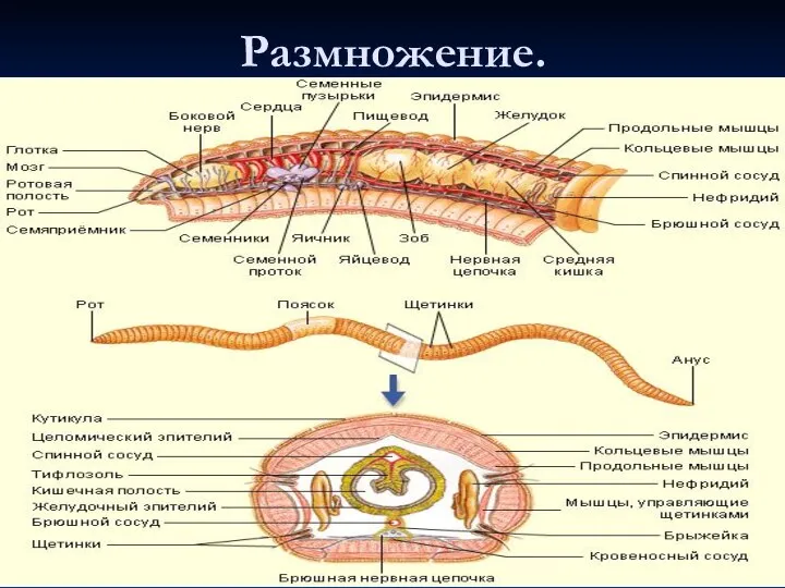 Размножение.