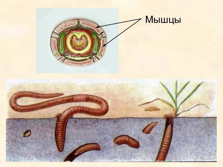 Мышцы