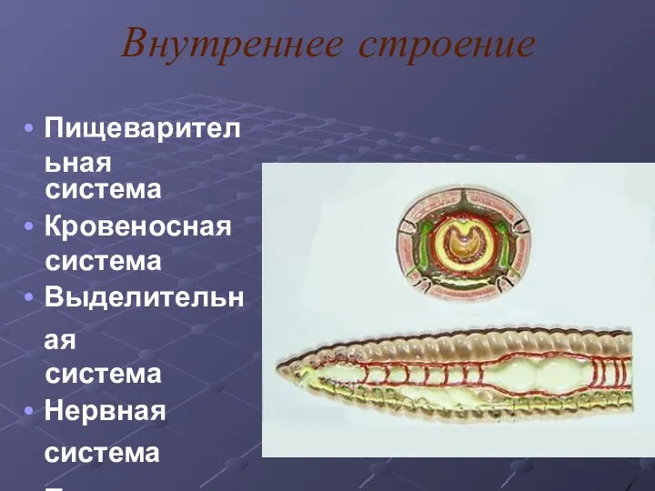 Внутреннее строение Пищеварительная система Кровеносная система Выделительная система Нервная система Половая система