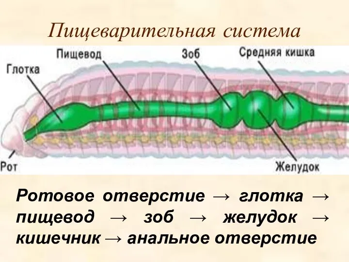 Пищеварительная система Ротовое отверстие → глотка → пищевод → зоб → желудок