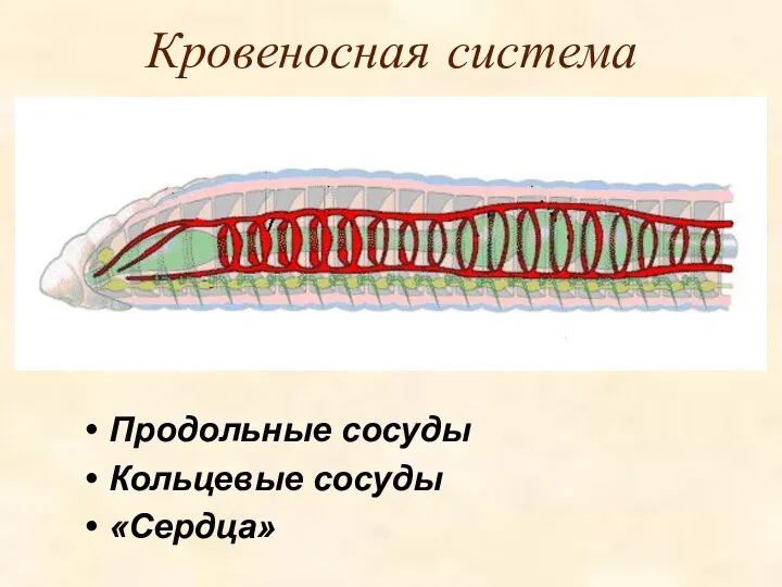 Кровеносная система Продольные сосуды Кольцевые сосуды «Сердца»