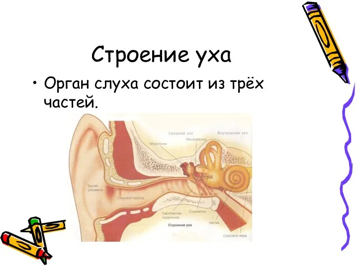 Строение уха Орган слуха состоит из трёх частей.