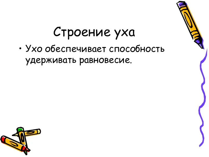 Строение уха Ухо обеспечивает способность удерживать равновесие.