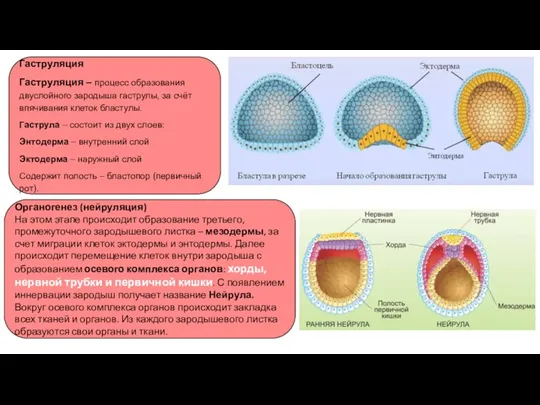 Гаструляция Гаструляция – процесс образования двуслойного зародыша гаструлы, за счёт впячивания клеток
