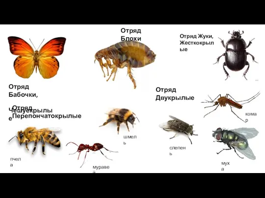 Отряд Блохи Отряд Жуки, Жесткокрылые Отряд Бабочки, Чешуекрылые Отряд Перепончатокрылые пчела муравей