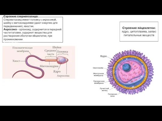 Строение сперматозоида: Сперматозоид имеет головку с акросомой, шейку с митохондриями (дают энергию