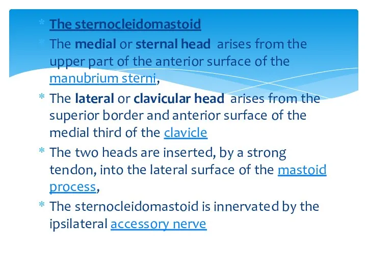 The sternocleidomastoid The medial or sternal head arises from the upper part