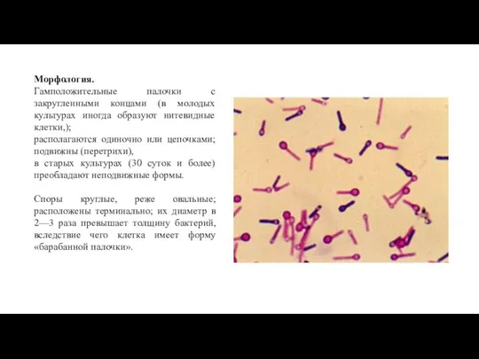 Морфология. Гамположительные палочки с закругленными концами (в молодых культурах иногда образуют нитевидные
