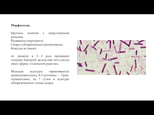 Морфология. Крупные палочки с закругленными концами; Подвижны (перитрихи). Споры субтерминально расположены; Капсулы