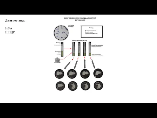 Диагностика. ИФА И ПЦР