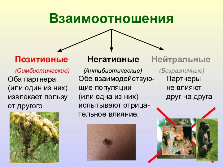 Взаимоотношения Позитивные Негативные Нейтральные (Симбиотические) (Антибиотические) (Безразличные) Оба партнера (или один из