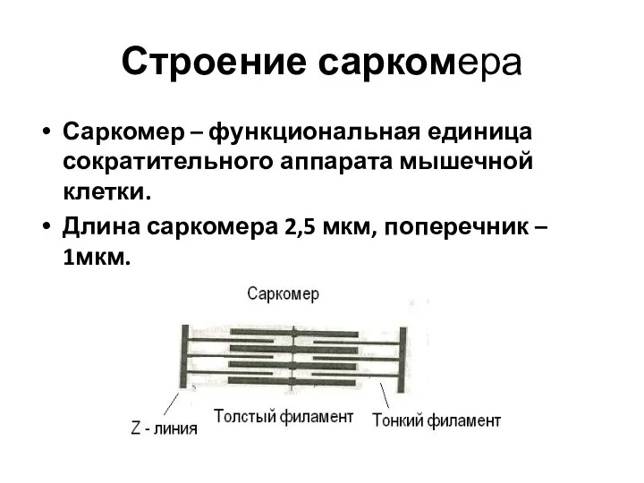 Строение саркомера Саркомер – функциональная единица сократительного аппарата мышечной клетки. Длина саркомера