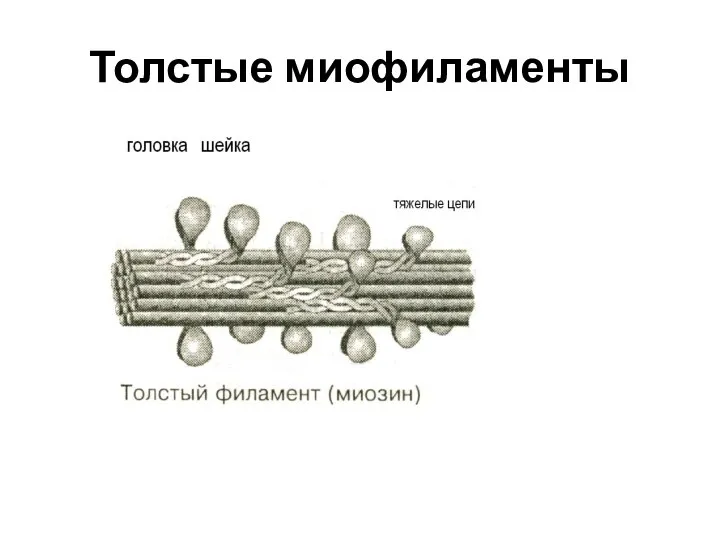 Толстые миофиламенты