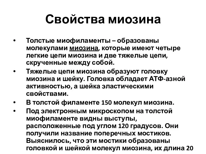 Свойства миозина Толстые миофиламенты – образованы молекулами миозина, которые имеют четыре легкие