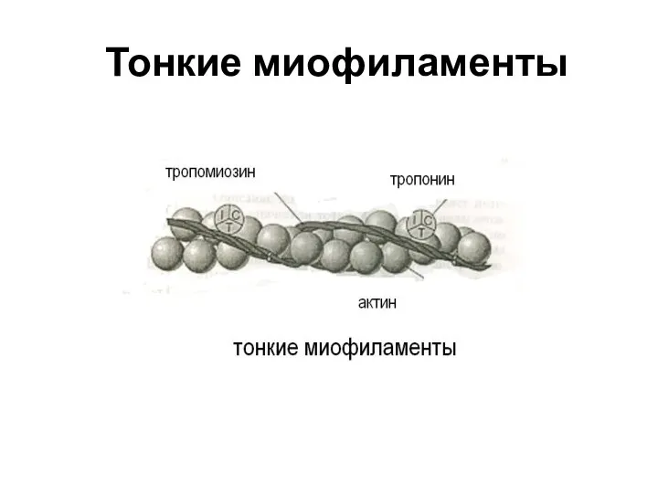 Тонкие миофиламенты