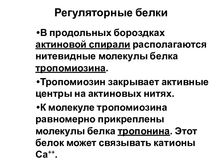 Регуляторные белки В продольных бороздках актиновой спирали располагаются нитевидные молекулы белка тропомиозина.