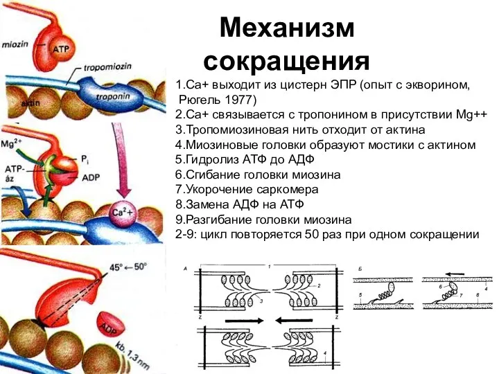 Механизм сокращения 1.Са+ выходит из цистерн ЭПР (опыт с экворином, Рюгель 1977)